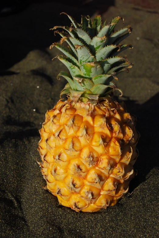 pineapple still alive on sandy beach in sunlight