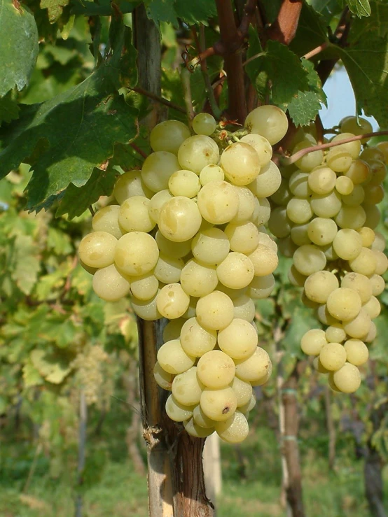 bunches of white gs are hanging from a vine