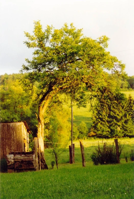 a tree growing between an old barn and a gate