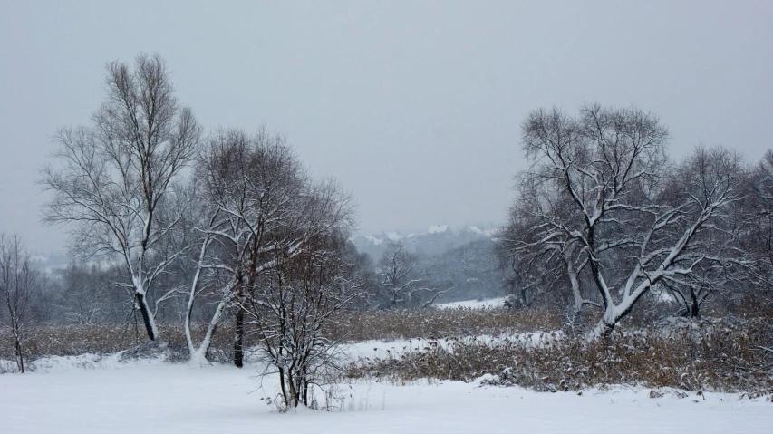 snow covered ground next to a tree filled field