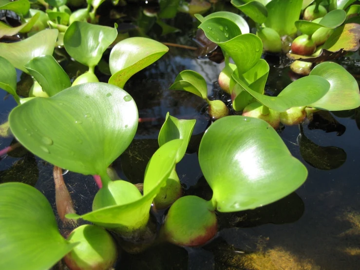 leaves and buds hanging down in the water