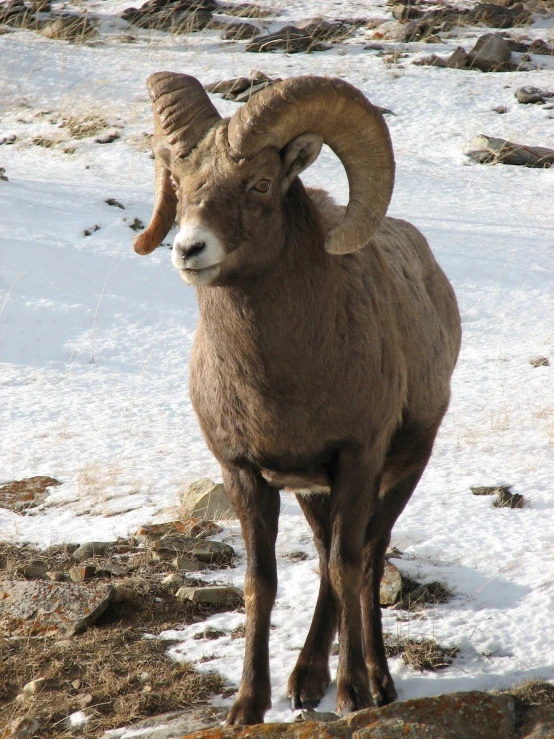 an animal with large horns in the snow