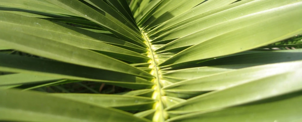 there is a palm tree that has green leaves