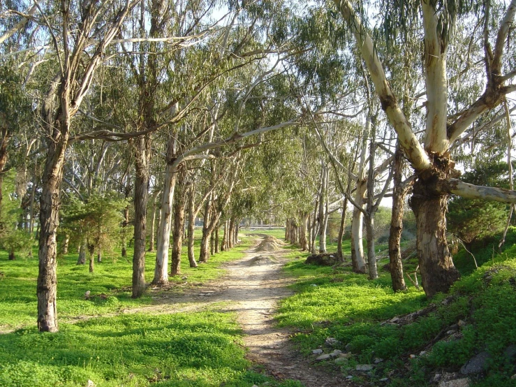 there is a dirt road that goes through the trees