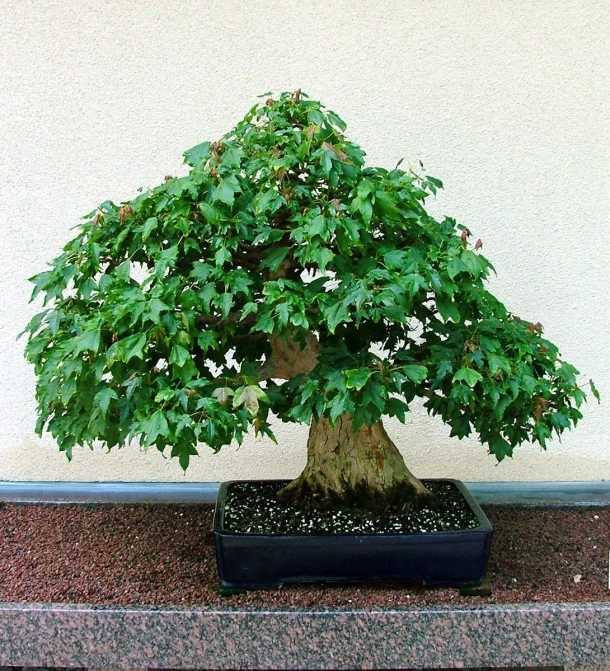 a potted bonsai tree is sitting in a display case