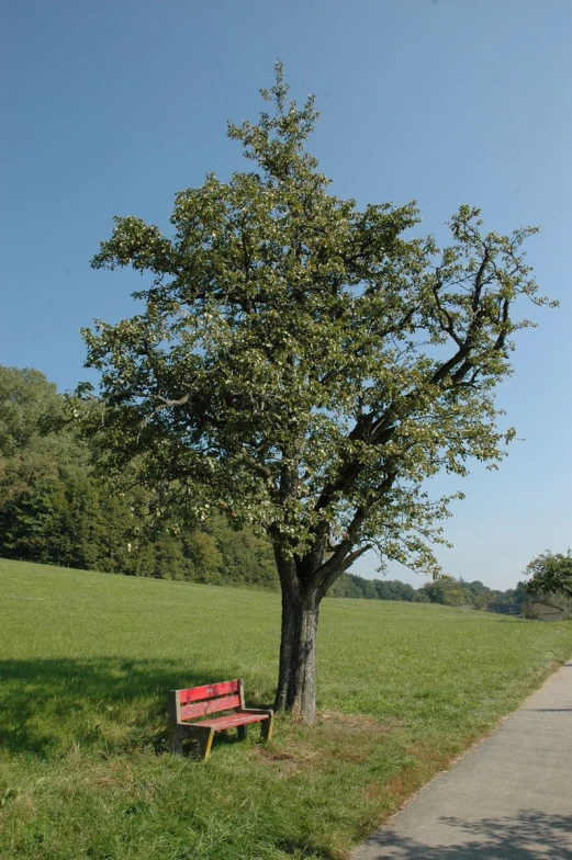 a tree sitting in the shade on the side of a road