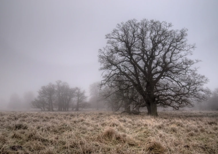 a foggy landscape with bare tree in the middle