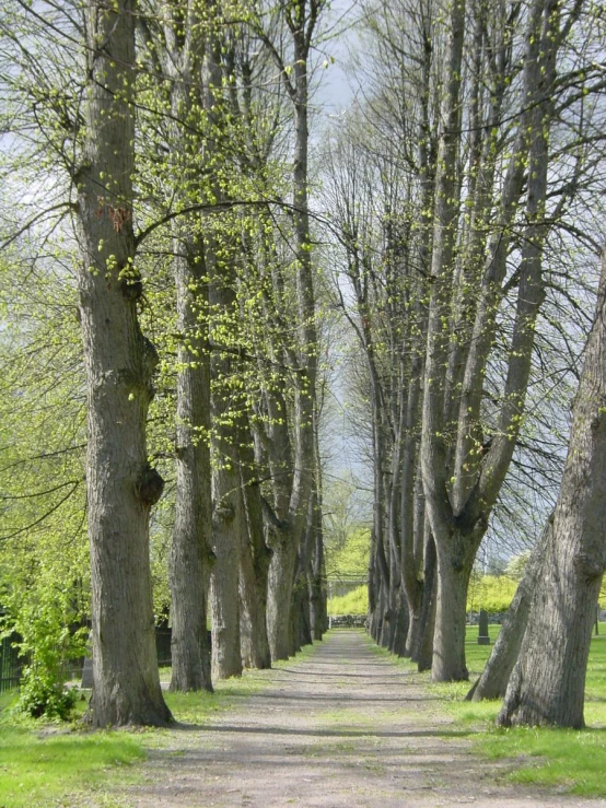 several trees on the side of the road with a stop sign in the middle of them