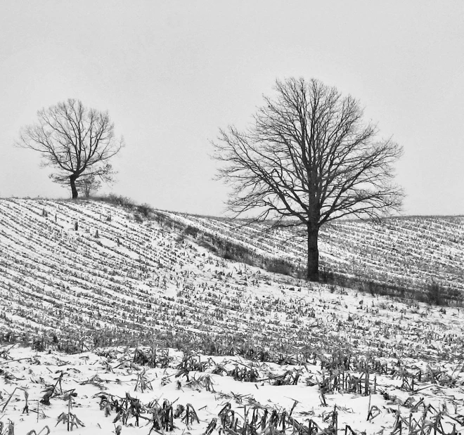 two trees standing in the snow near a hill