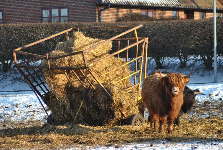 an animal is standing next to a pile of hay