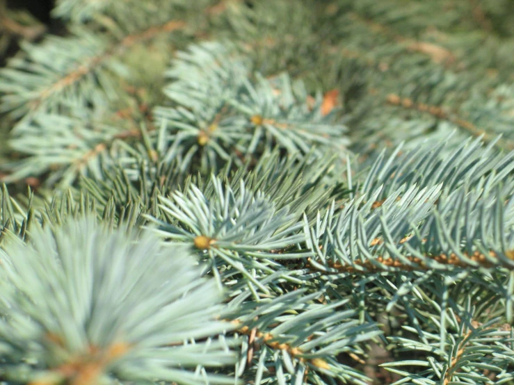 many pine trees with green needles are pictured