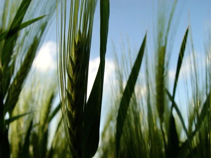 a large amount of green wheat on the stalk