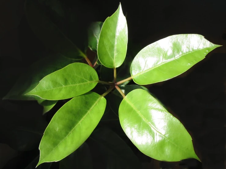 a close up of a green leaves on a plant