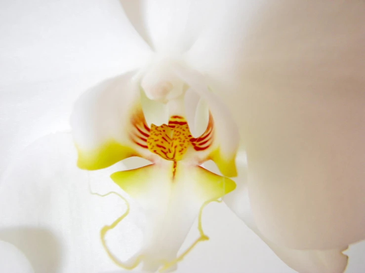 an orchid white flower with red stamen and yellow stamen