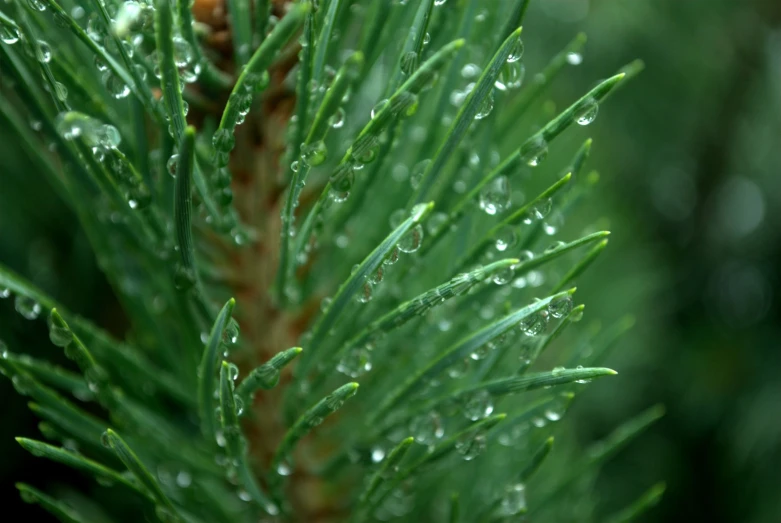 a close up view of a pine leaf and water drops