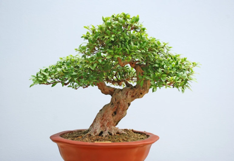 a small bonsai tree sitting in a clay pot
