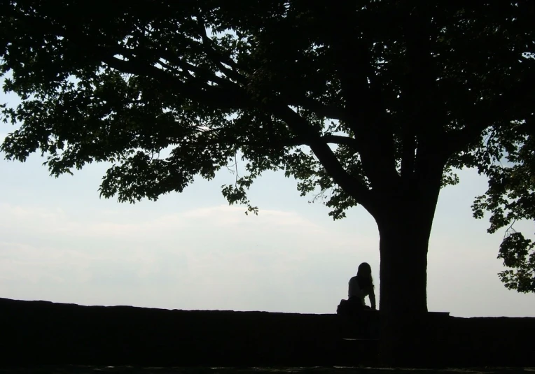 silhouette of people sitting in grass under tree