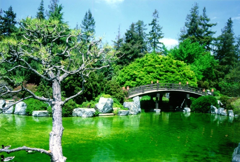 a body of green water surrounded by trees