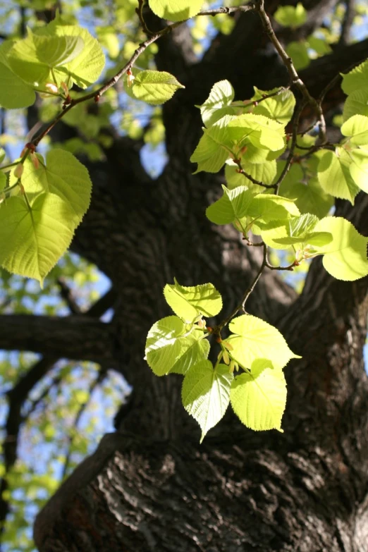 a closeup view of leaves in a tree