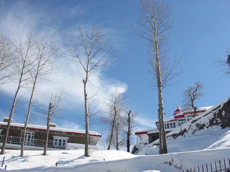 some tall, thin trees are shown near the house