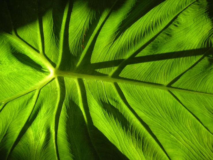 the image shows the shadow of leaves on the surface