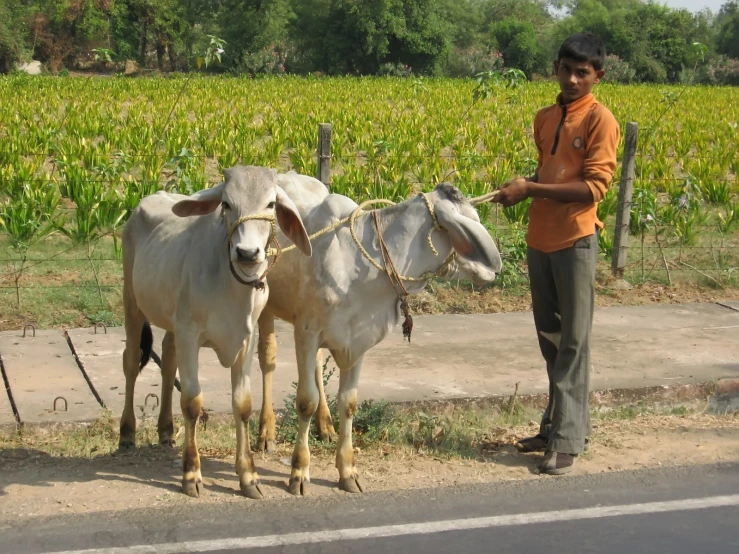 man with two goats tied to posts on street side