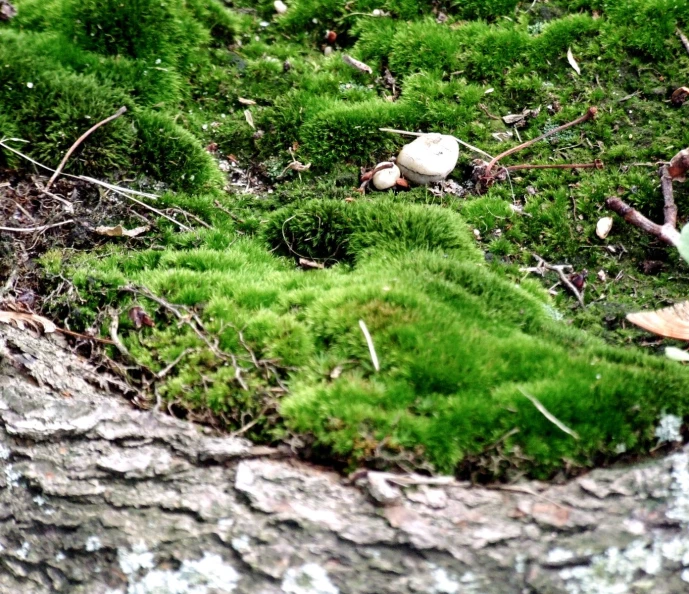 an outdoor view of a green area with some grass