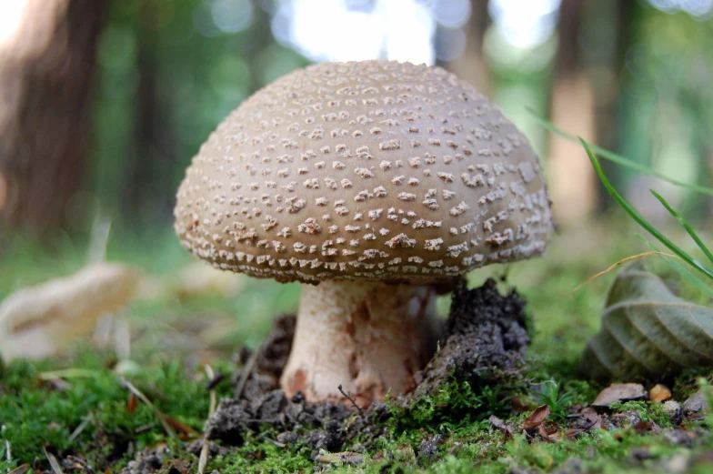 a mushroom with white dots sits in the grass