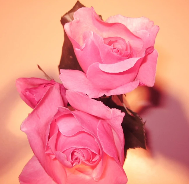 pink roses against an orange backdrop and white wall