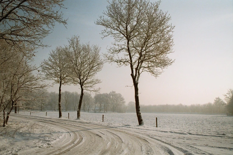 three trees in the snow beside some grass