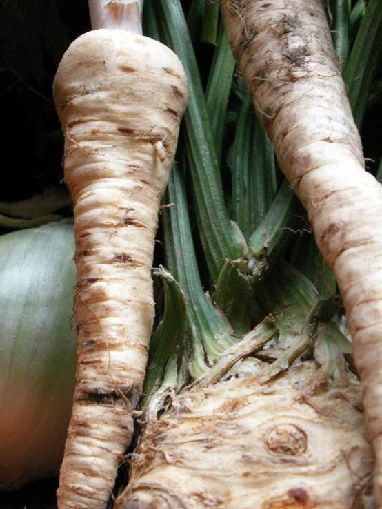 there are many vegetables sitting next to each other