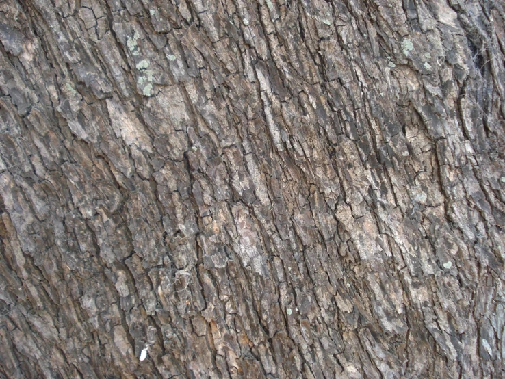 the bark of an old tree looks like some bark