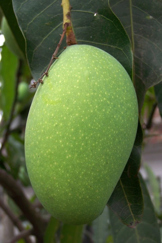 a fruit on a tree that has leaves
