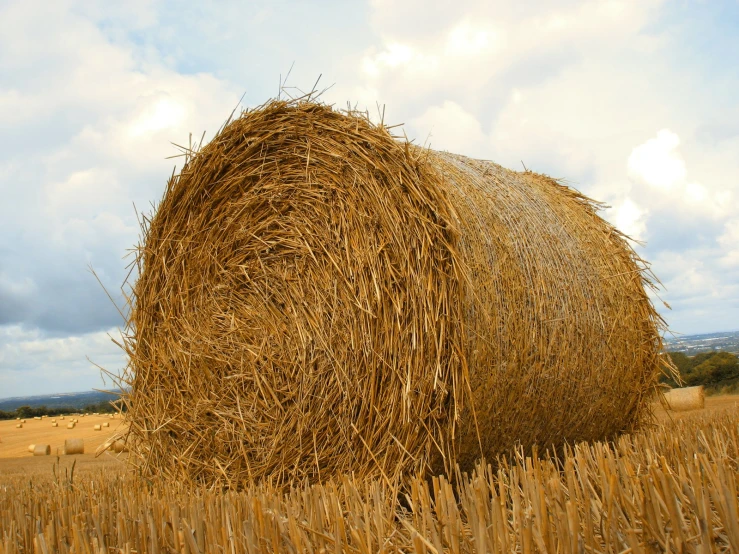 a close - up of hay bales in a large field