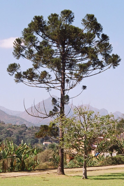 a single tree sitting on the side of a dirt road