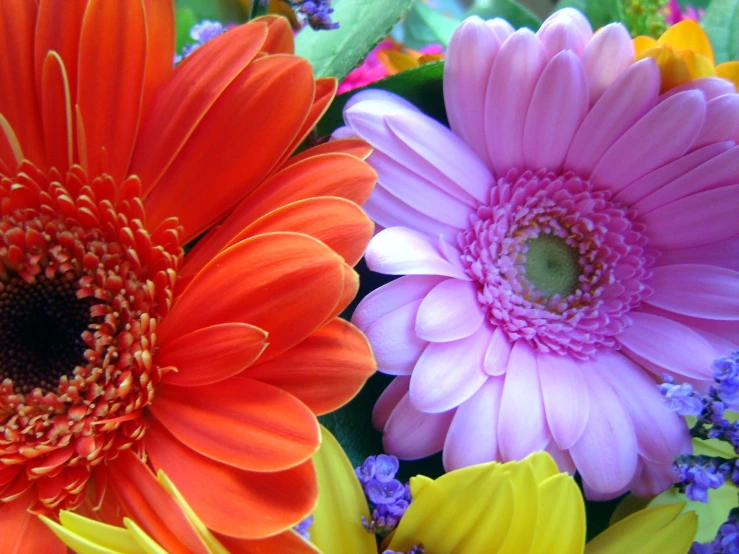 multi colored flower with multiple petals in full bloom