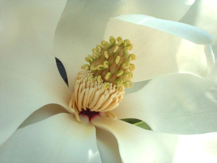 a large white flower is shown with buds