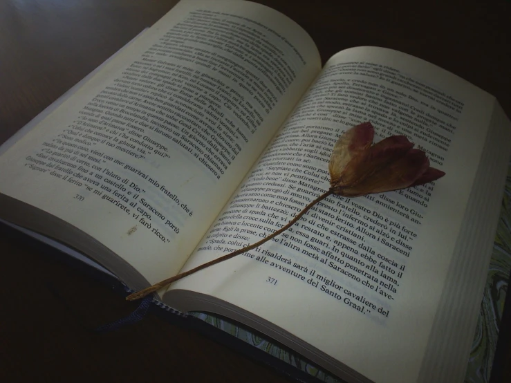 an open book on a wooden table with a lone flower