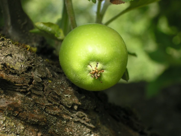 a green apple hanging off of the vine of a tree
