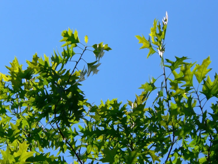 leaves on the tops of green trees against a blue sky