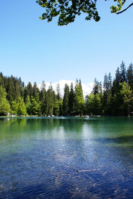 an area with some clear water surrounded by trees