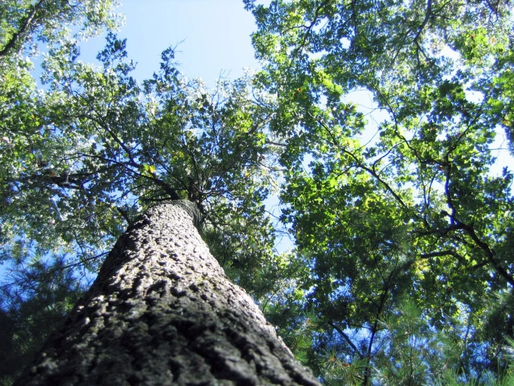 a tree is standing in the middle of a forest