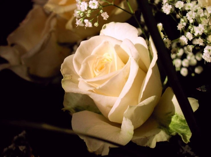 white rose is growing in a vase filled with little flowers