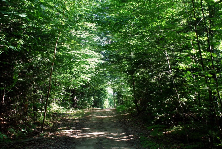 the sun shines through a dense forest of tall trees