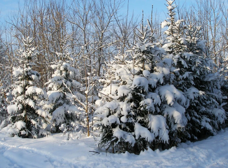 a snow covered forest with trees under a blue sky