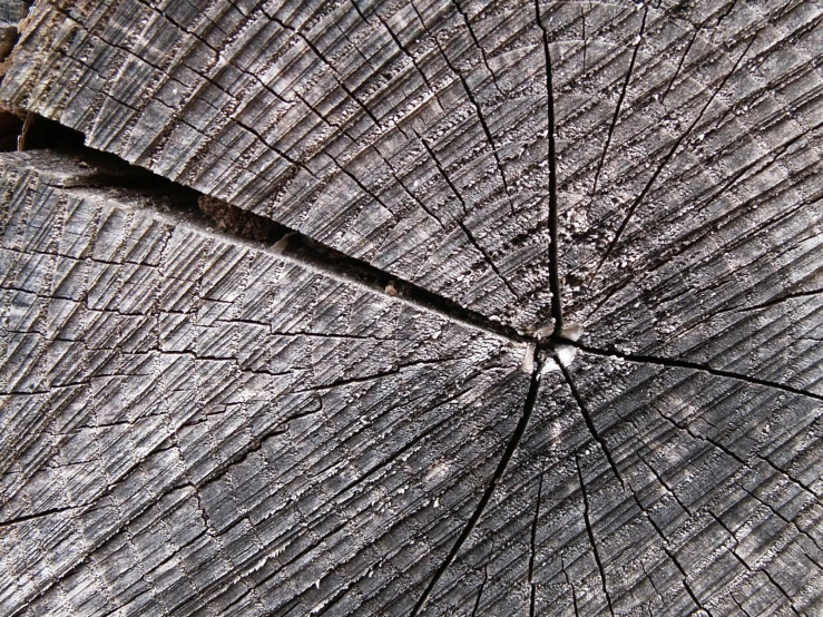 the edges of several logs in the sand