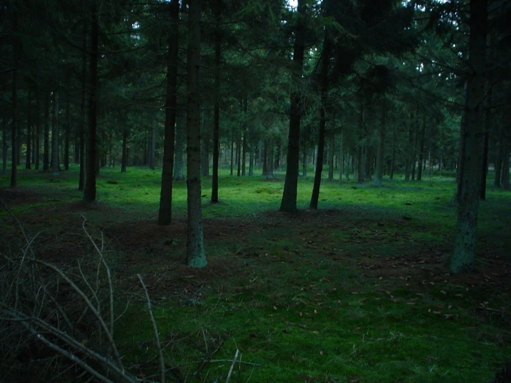 a field in the woods with green grass and trees