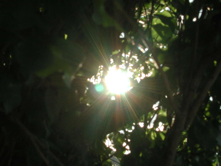 the sun shines brightly through some green leaves