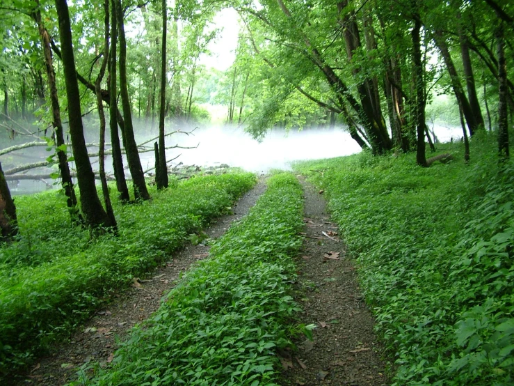 a trail through a grassy green forest