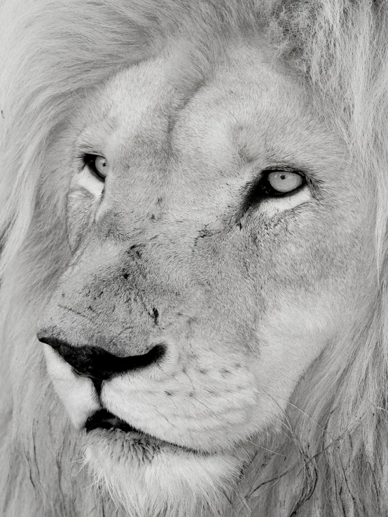 black and white po of lion looking at the camera